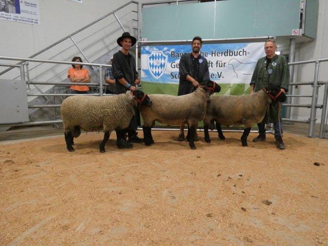 Reihung Suffolk
